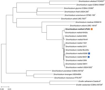 Genomic analysis of Sinorhizobium meliloti LPU63, an acid-tolerant and symbiotically efficient alfalfa-nodulating rhizobia